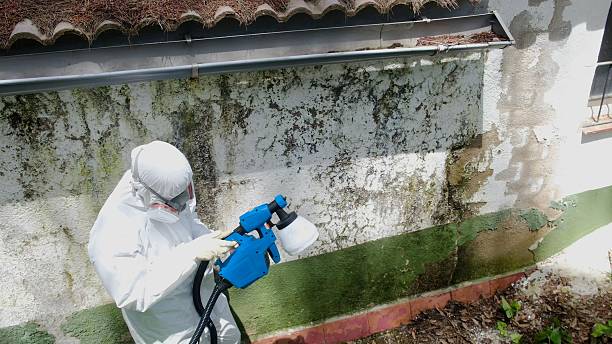Top rated local Mold Remediation specialists in Collinwood, TN